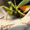 Empires of the Undergrowth 地下蚁国 [DLC 解锁] [凝聚力] [DLC Unlock] [Steam] [Windows & SteamOS & macOS]