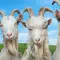 Goat Simulator 3 模拟山羊 3 [DLC 解锁] [DLC Unlock] [Steam & Epic & PC Game Pass / Xbox] [Windows & SteamOS]