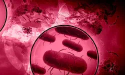 Featured image of post Plague Inc Evolved 瘟疫公司 物竞天择 [DLC 解锁] [DLC Unlock] [Steam] [Windows & SteamOS & macOS]